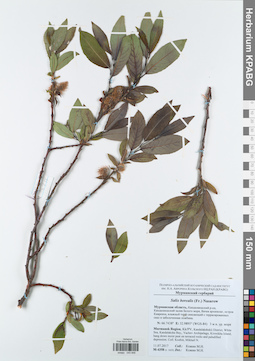 KPABG043846