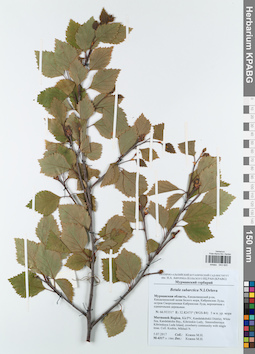 KPABG043920
