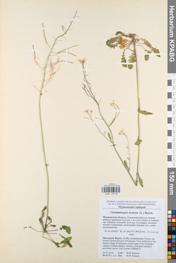 KPABG044004
