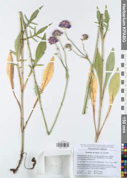 KPABG044024