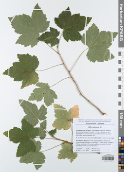 KPABG044028