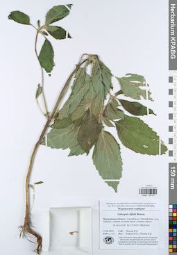 KPABG044231