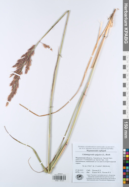 KPABG044241