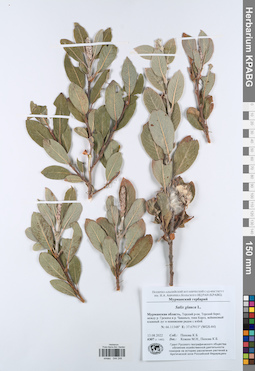 KPABG044248