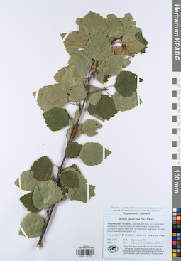 KPABG047020