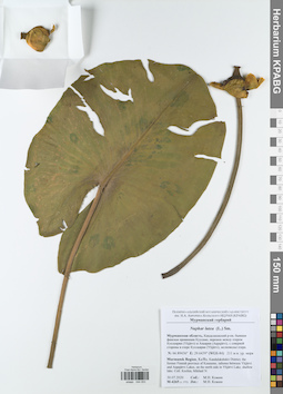 KPABG044053