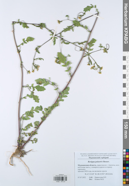 KPABG044327