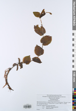 KPABG044332