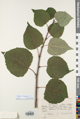KPABG044368