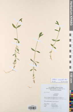KPABG044395