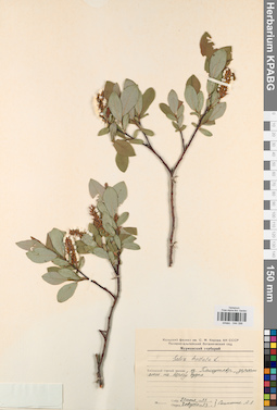KPABG044396