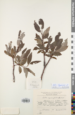 KPABG044403