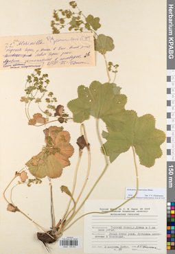 KPABG044443