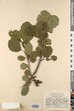KPABG044485