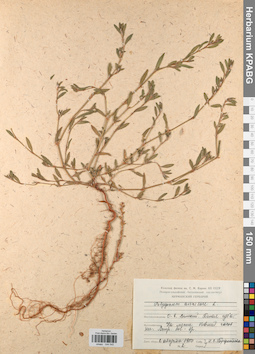 KPABG044545