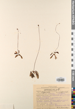 KPABG044594