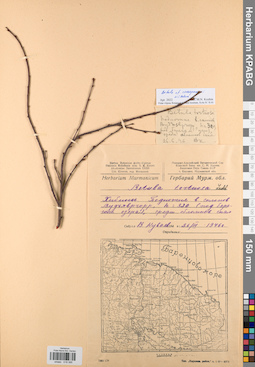 KPABG018395