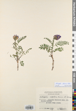 KPABG030096