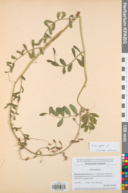KPABG019667