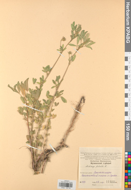 KPABG029745