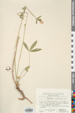 KPABG029800