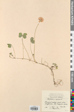 KPABG029815