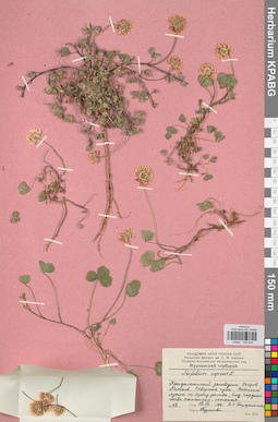 KPABG029834