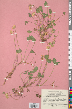 KPABG029835