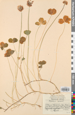 KPABG029837