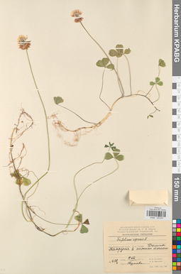 KPABG029847