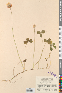 KPABG029850