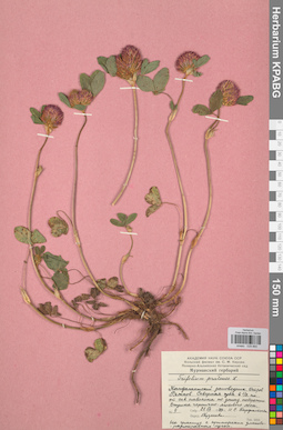 KPABG029865