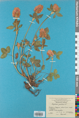 KPABG029870