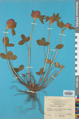 KPABG029874