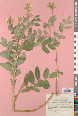 KPABG030021