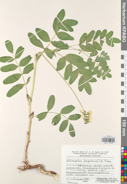 KPABG030026