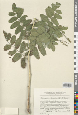 KPABG030028