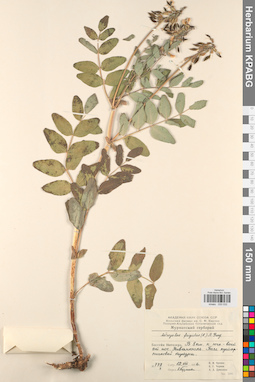 KPABG030032