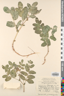 KPABG030033