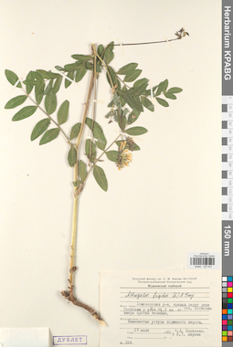 KPABG030043