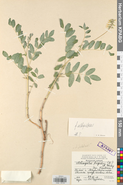 KPABG030055