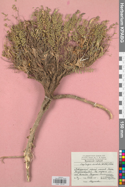 KPABG030237