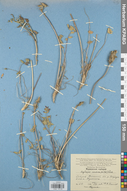 KPABG030265