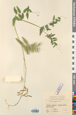 KPABG030584
