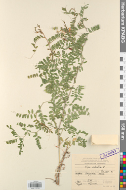 KPABG030631