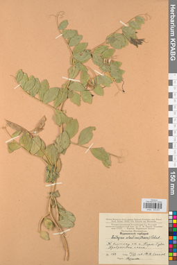 KPABG030675