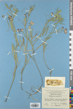 KPABG030751