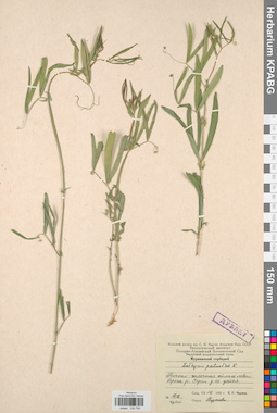 KPABG030758