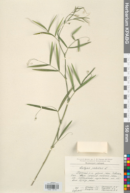 KPABG030761