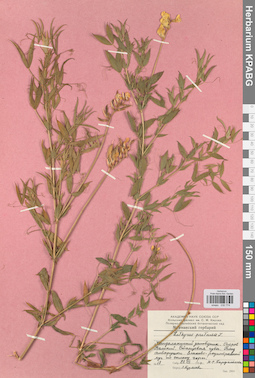 KPABG030774